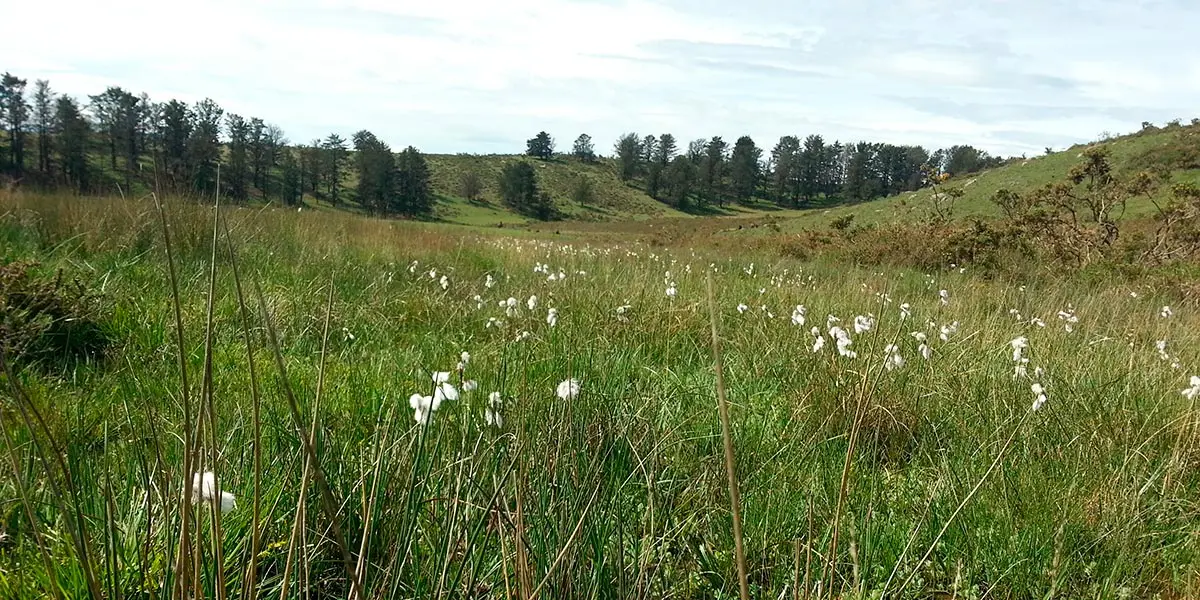 Turbera de Arxuri, en Bazt&aacute;n, un espacio protegido e incluido en la Red Natura 2000