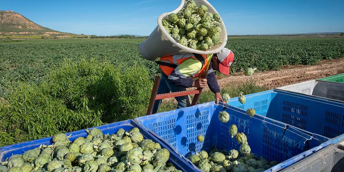 Recolecci&oacute;n en un campo de alcachofas
