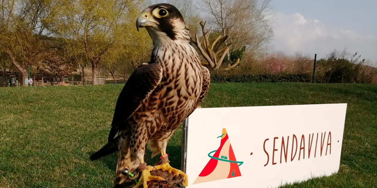 Halc&oacute;n peregrino, Novedad Exhibici&oacute;n 2021