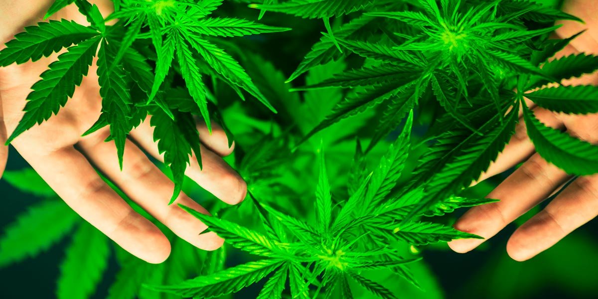 cannabis marihuana weed