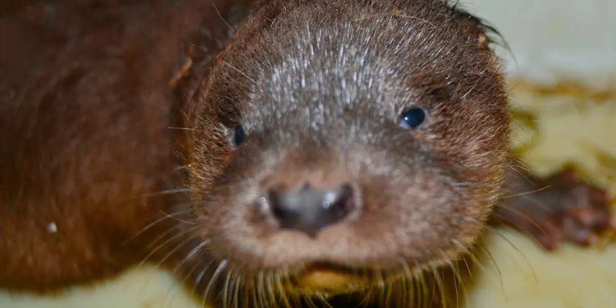 Nutria 3