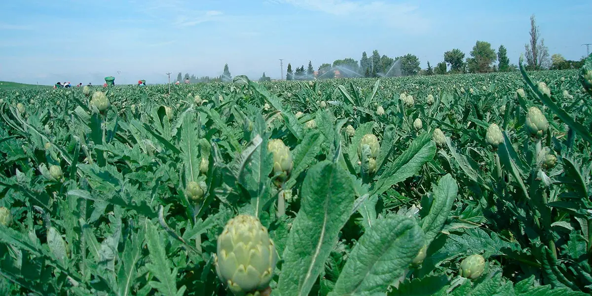 Con menor superficie cultivada, ha aumentado la cantidad de producto a comercializar