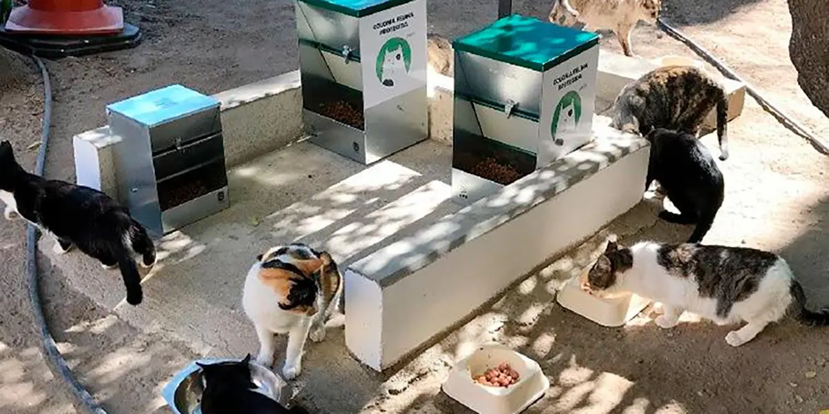 Control de gatos en Corella