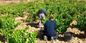 Vendimia en Navarra