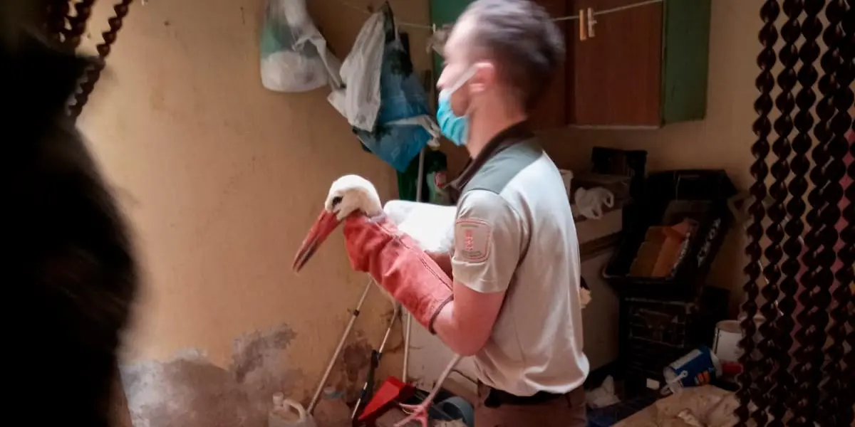 Cig&uuml;e&ntilde;a salvada en Cortes