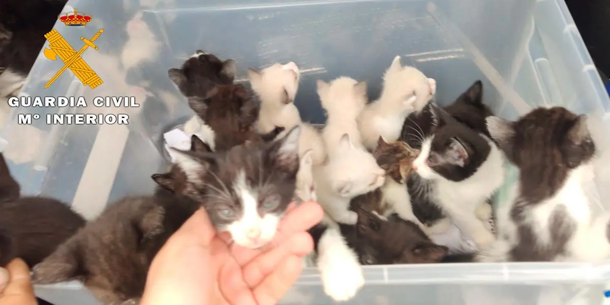 Abandono gatitos