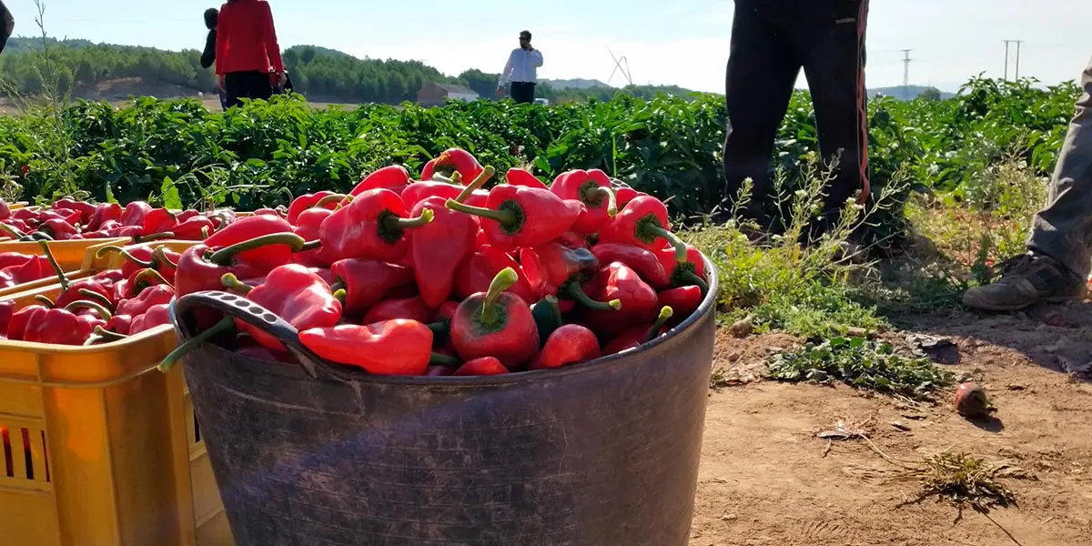 Recolecci&oacute;n de Pimiento del Piquillo de Lodosa