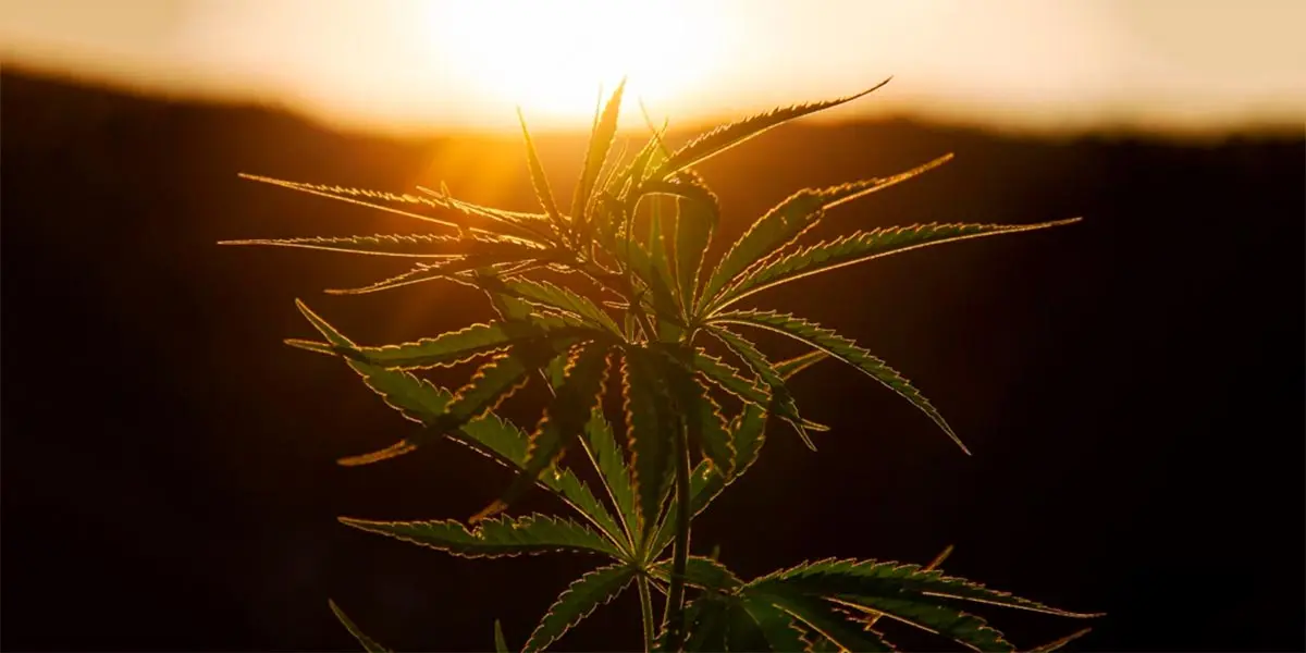 cannabis