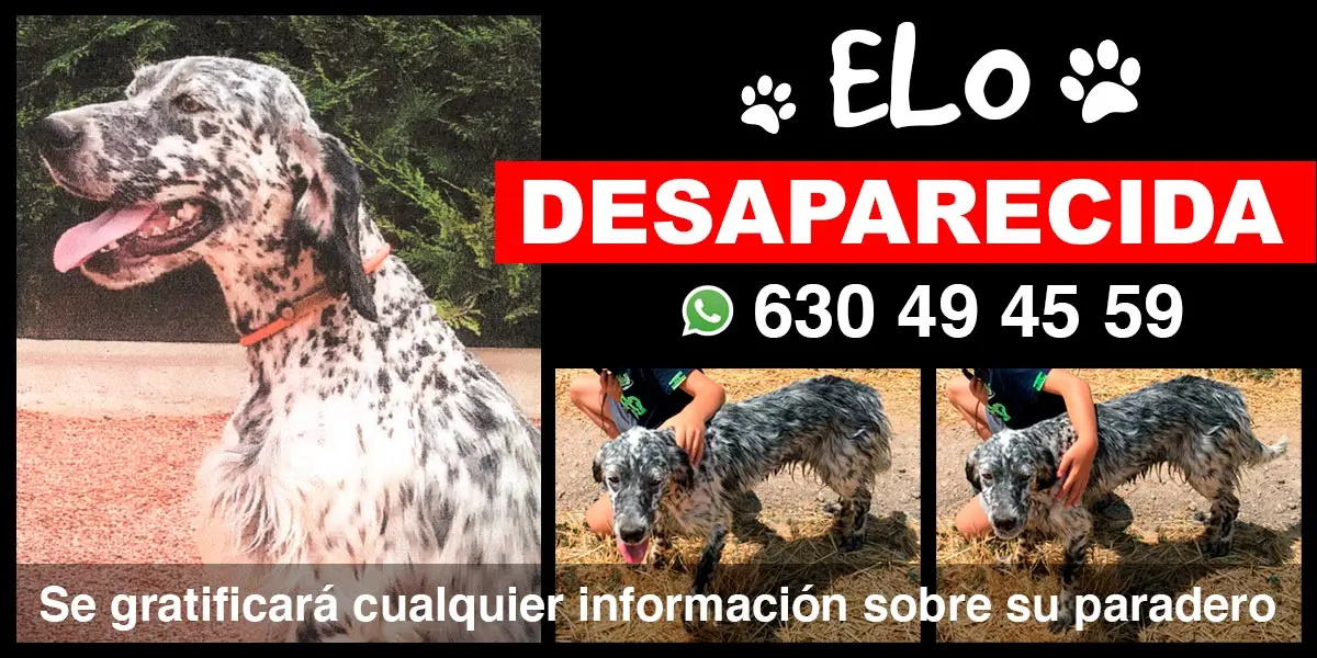 El animal responde al nombre de Elo y es una setter inglesa gris y blanca