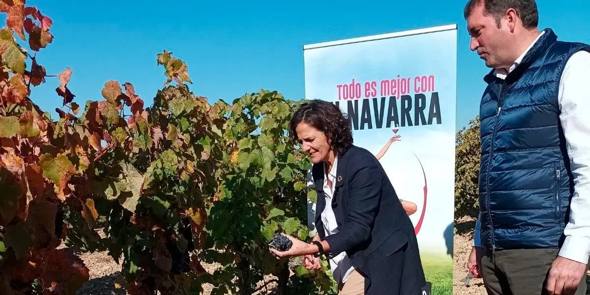 El corte del &uacute;ltimo racimo de uva, protagonizado por la consejera de Desarrollo Rural y Medio Ambiente del Gobierno de Navarra, Itziar G&oacute;mez oficializa el fin de una vendimia excelente