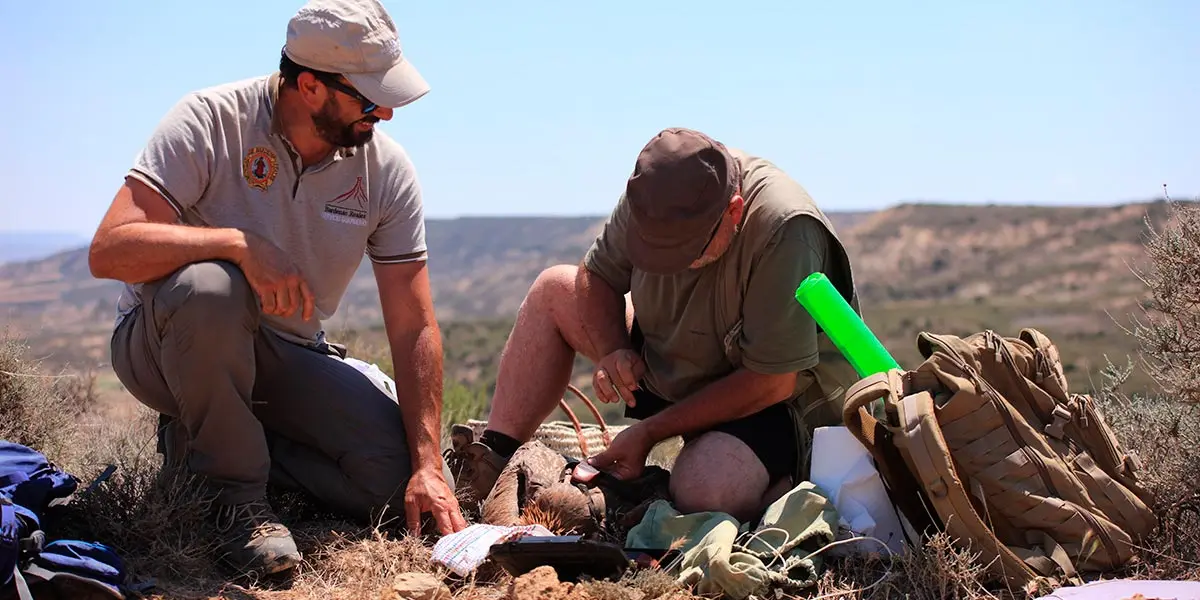 Marcaje en julio de uno de los de quince pollos volantones de buitre leonado (Gyps fulvus) nacidos en el Parque Natural y Reserva de la Biosfera de Bardenas Reales