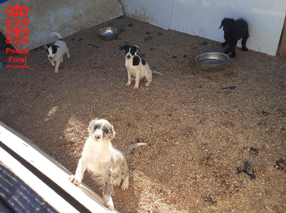 Imagen de algunos cachorros localizados en el criadero ilegal