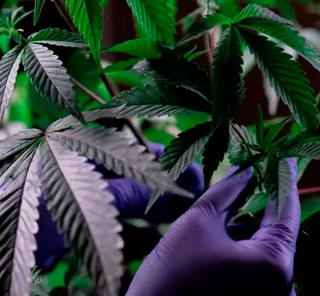 El CBD y Medterra como marca l&iacute;der de bienestar 1