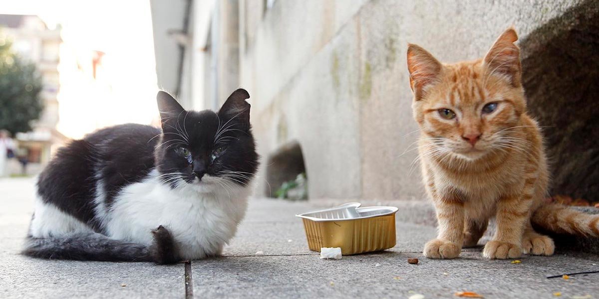 gatos callejeros colonias felinas