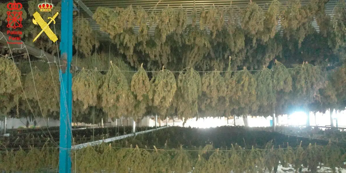 Plantaci&oacute;n cannabis Artajona 3