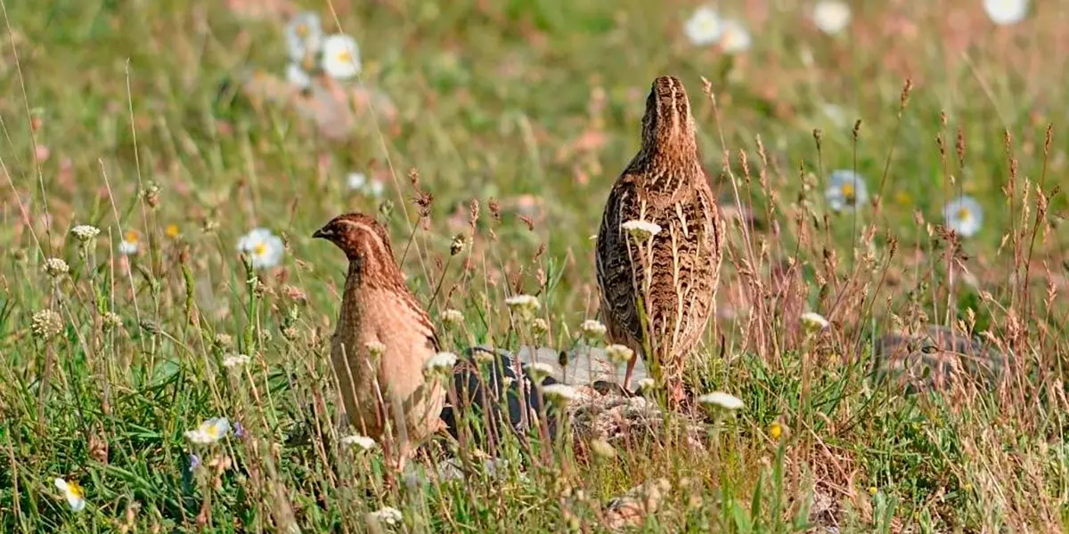 Coturnix codorniz