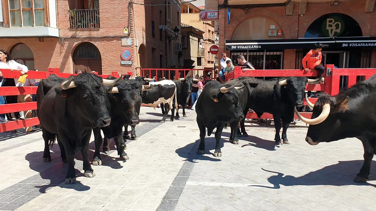 Trashumancia 2022 en Villafranca 3