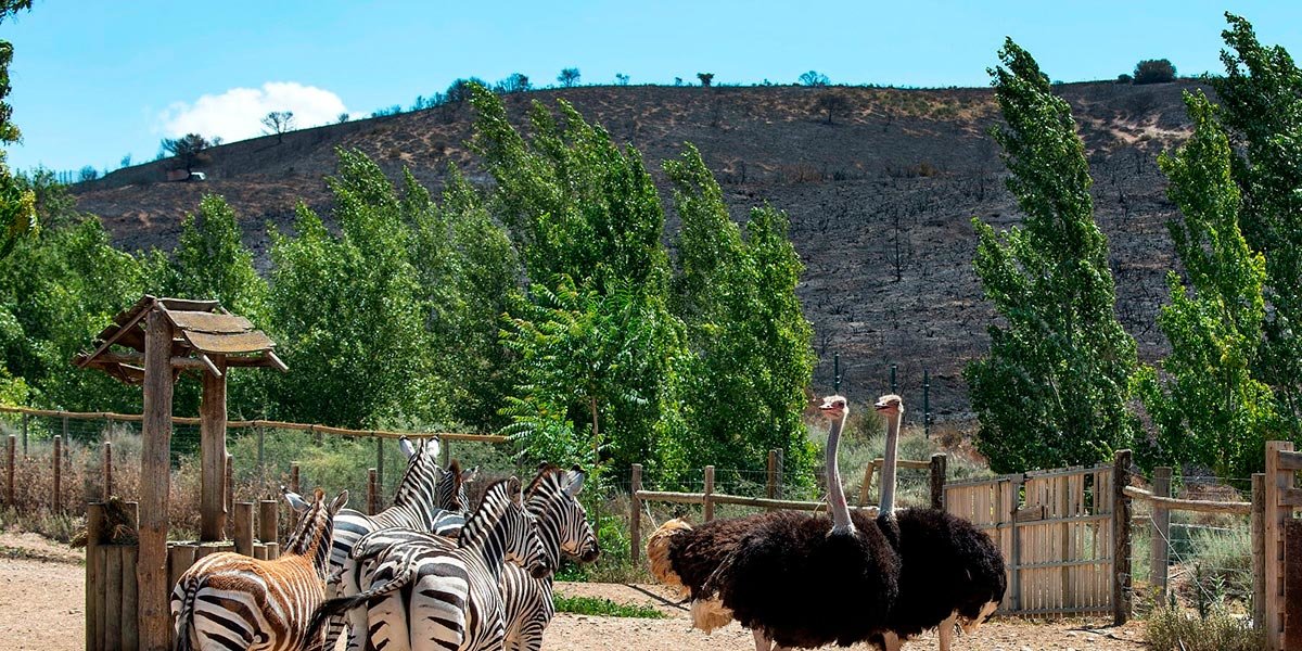Cebras, avestruces, eland Sendaviva