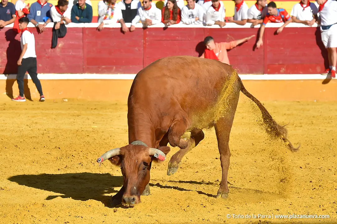 Encierro d&iacute;a 27, Fiestas de Tudela 2022 - 42