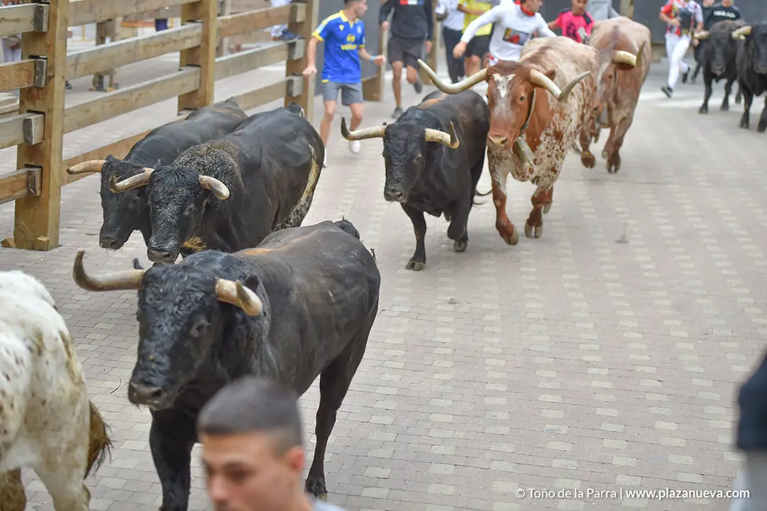 Encierro d&iacute;a 29, Fiestas de Tudela 2022 - 05