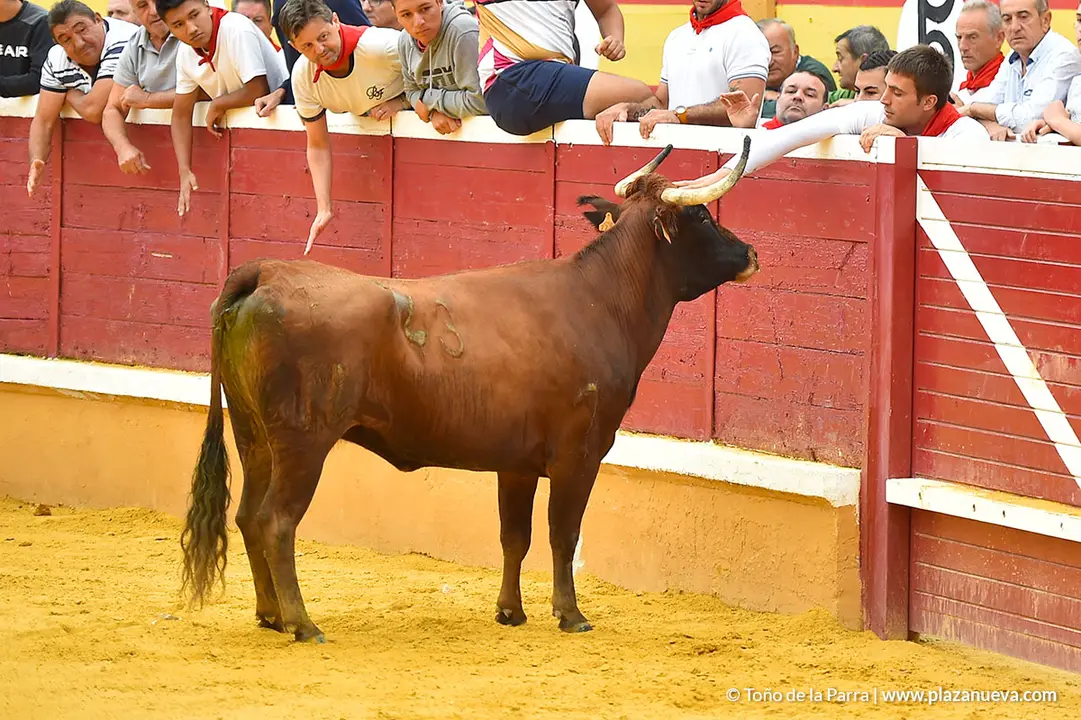 Encierro d&iacute;a 29, Fiestas de Tudela 2022 - 19