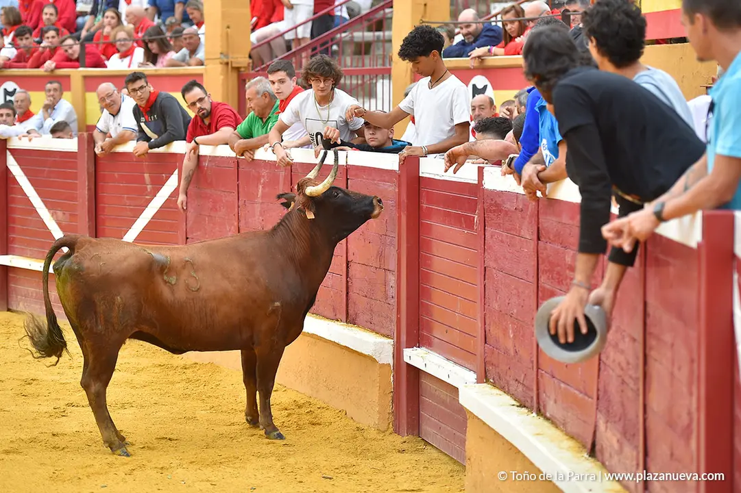 Encierro d&iacute;a 29, Fiestas de Tudela 2022 - 22