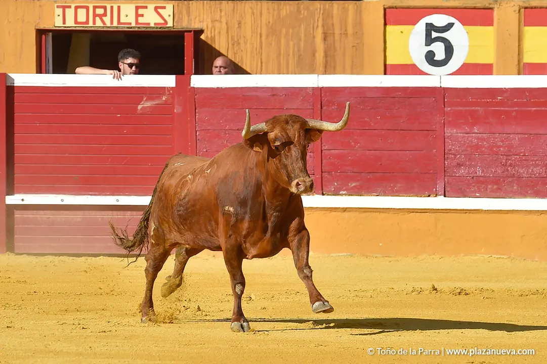 Recortadores d&iacute;a 27, Fiestas de Tudela 2022 - 08