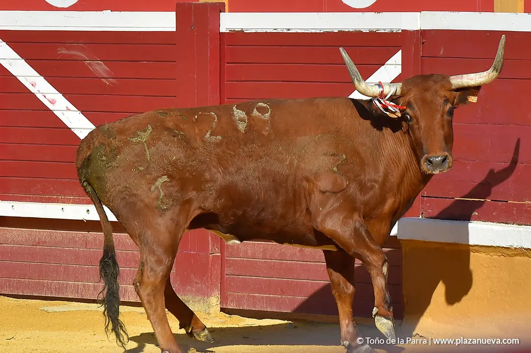 Recortadores d&iacute;a 27, Fiestas de Tudela 2022 - 18
