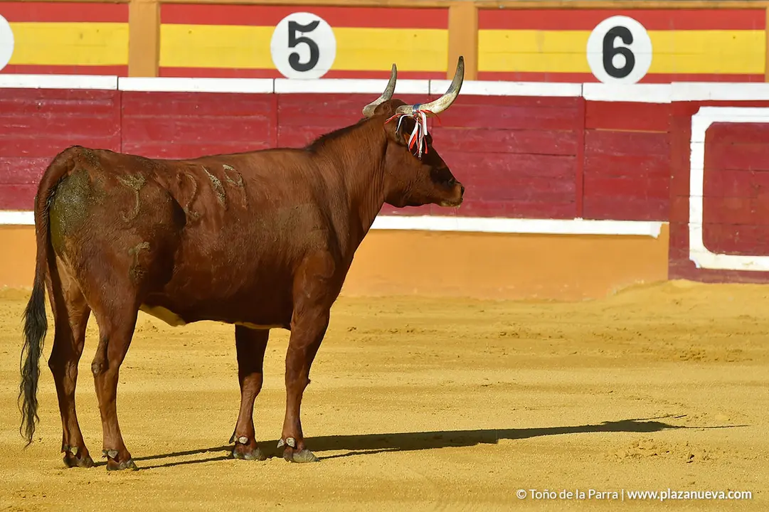 Recortadores d&iacute;a 27, Fiestas de Tudela 2022 - 20