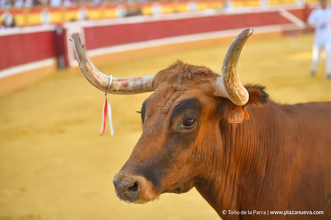 Recortadores d&iacute;a 27, Fiestas de Tudela 2022 - 36
