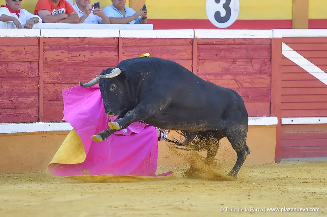 Corrida Toros d&iacute;a 25, Fiestas de Tudela 2022 - 15