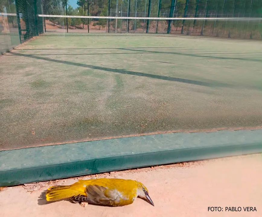 Una orop&eacute;ndola ha muerto estrellada contra el cristal de una pista de p&aacute;del