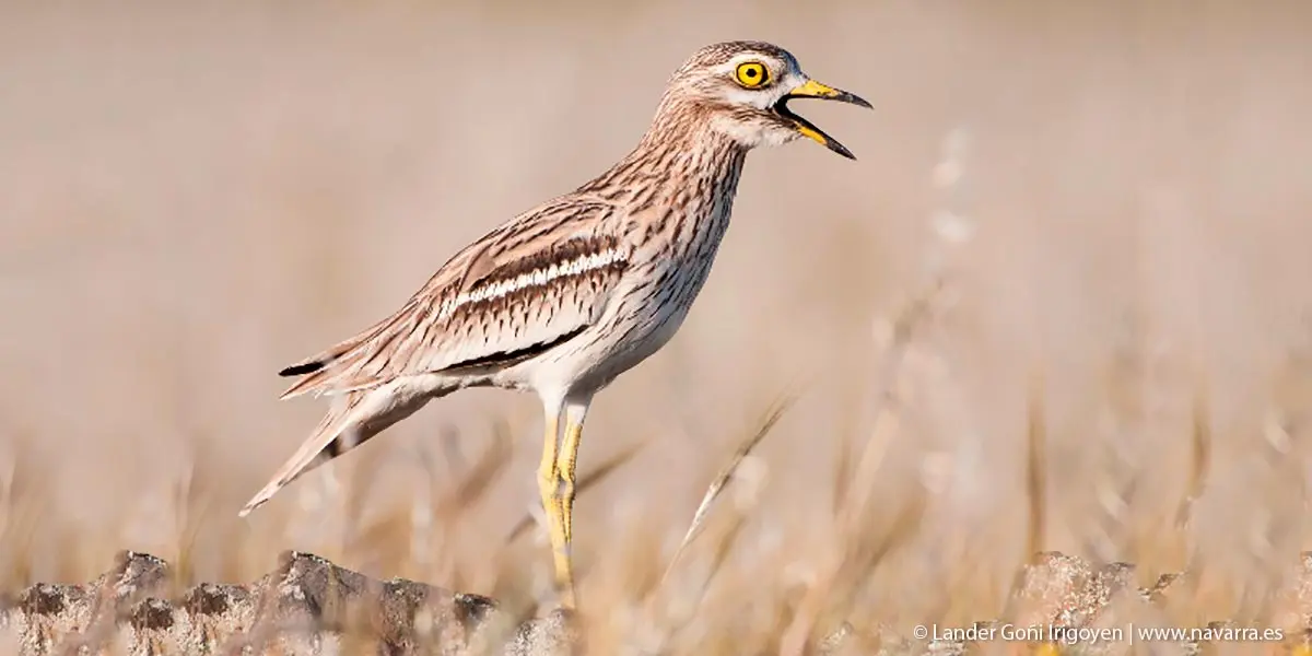 En el interior de las Bardenas se esconden interesantes muestras de fauna y flora esteparia, como este Alcarav&aacute;n
