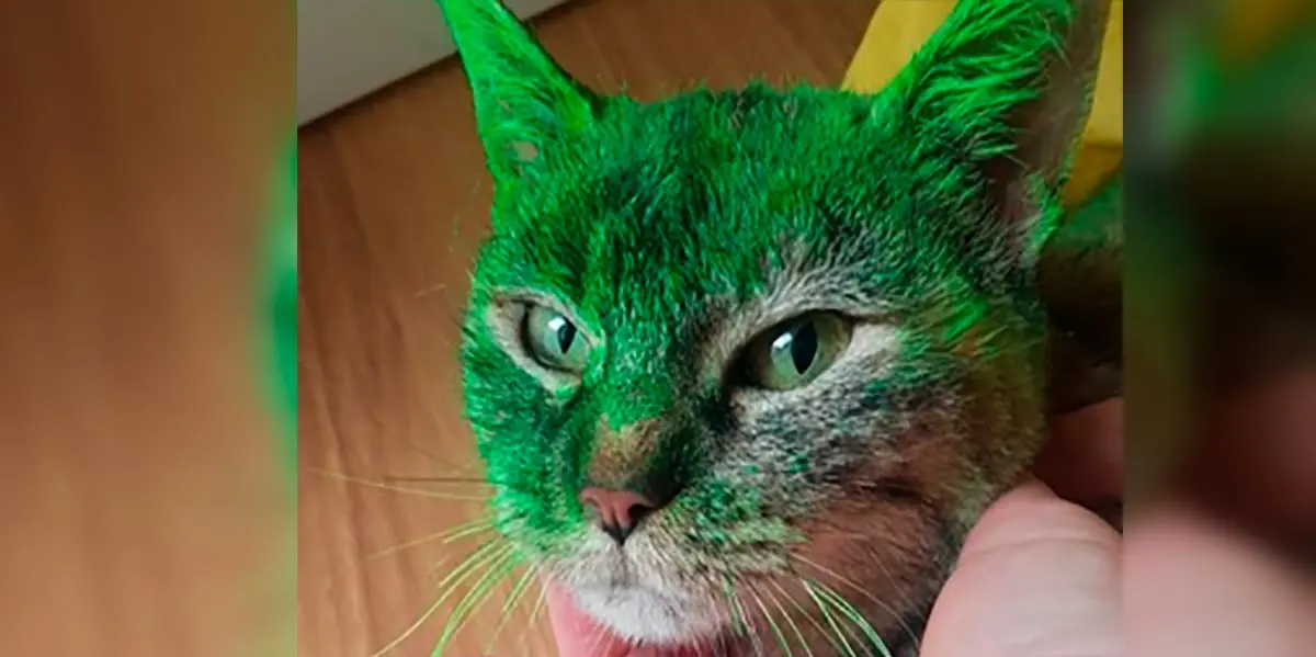 Gata Caso Maltrato Animal Lana en Cascante CER