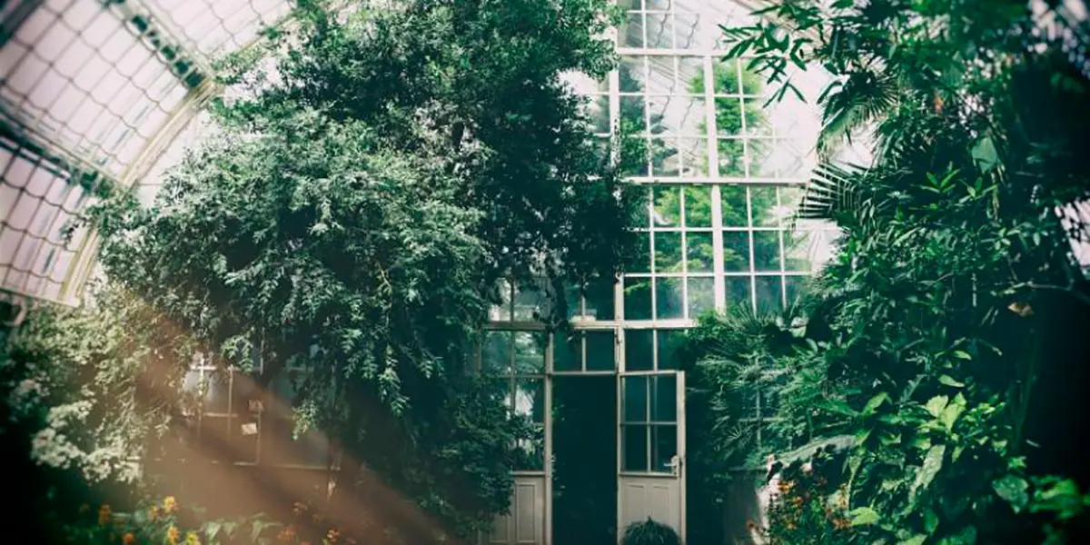 Cultivo de marihuana en interiores