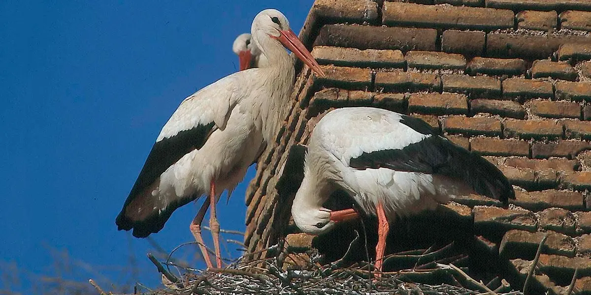 Que sus nidos pueden alcanzar una tonelada de peso, o que las cig&uuml;e&ntilde;as pueden llegar a poner hasta siete huevos, son solamente algunas de las curiosidades de esta popular especie