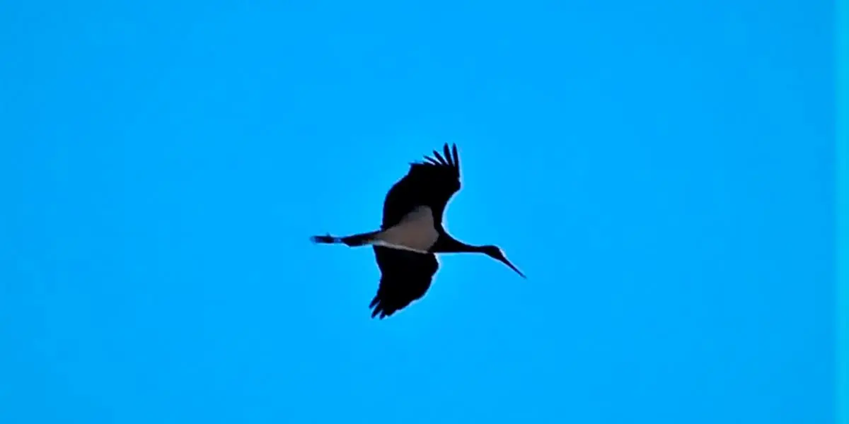 Ciconia negra cig&uuml;e&ntilde;a 1