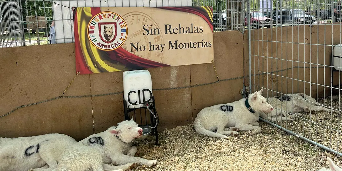 Almazán Feria Venalmazán 2023 4
