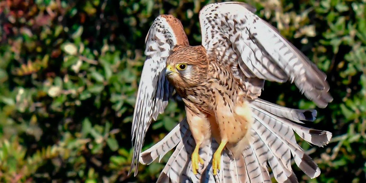 Cernícalo vulgar (Falco tinnunculus). Imagen cedida por Francisco Córdoba