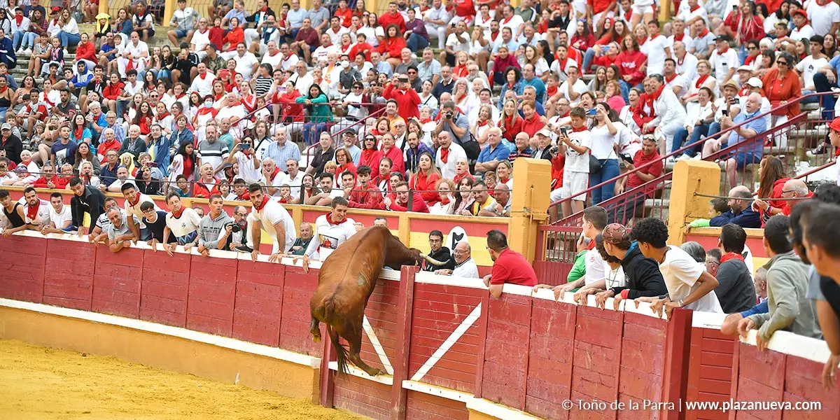 Salto vaca al callej&oacute;n