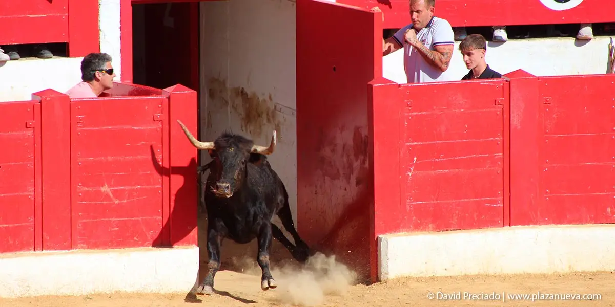 Encierro y prueba en la plaza 15