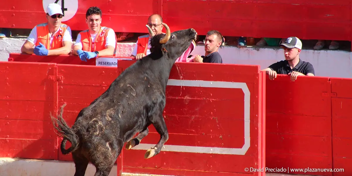 Encierro y prueba en la plaza 18