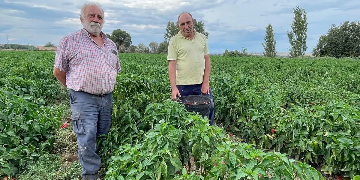 Tudela Hermanos Navarro pimientos 2023 2