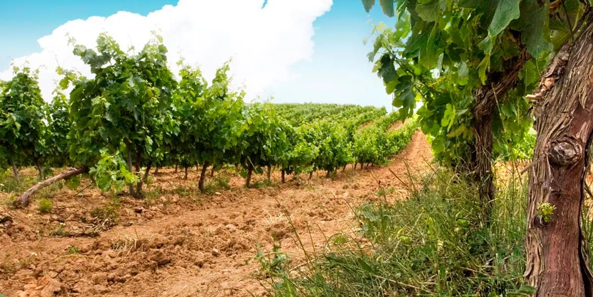 vino vi&ntilde;as