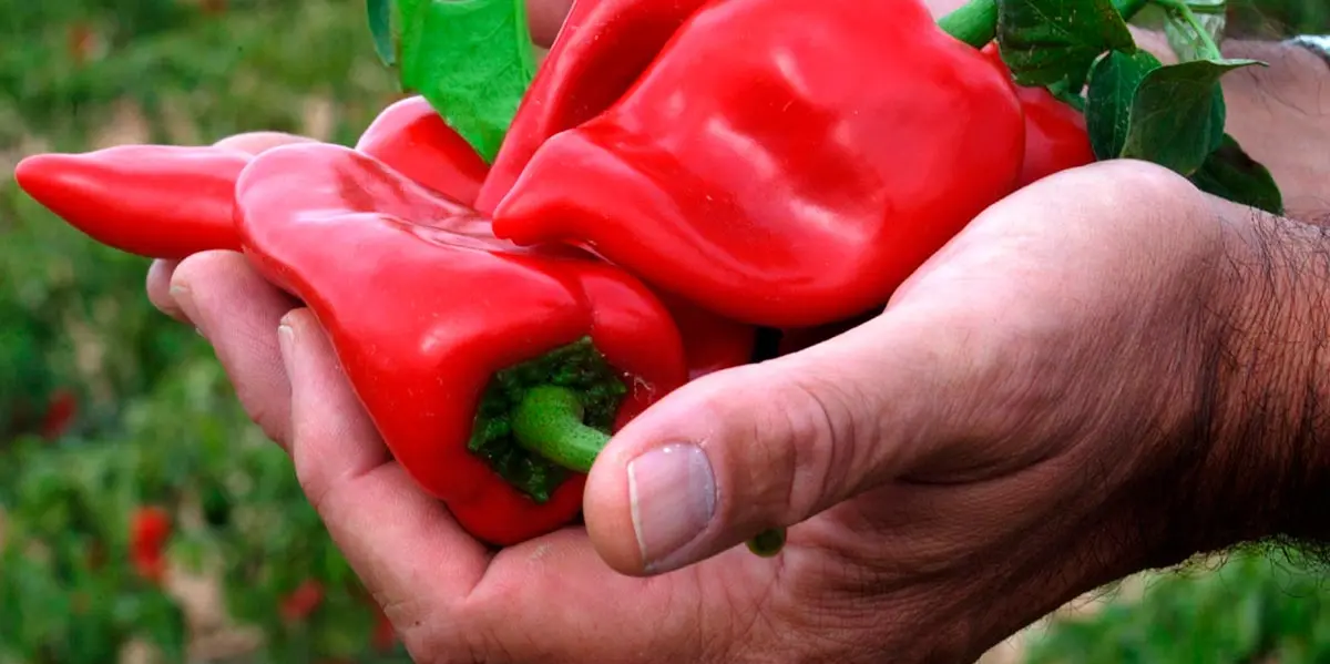La recolecci&oacute;n del Pimiento del Piquillo de Lodosa ha comenzado con una producci&oacute;n importante