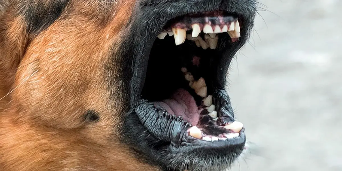 perro peligroso