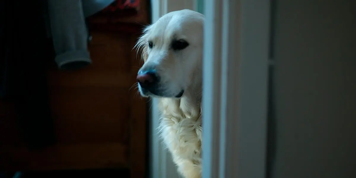 perro