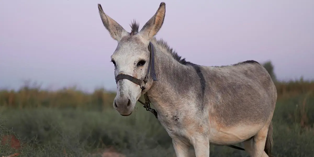 burro