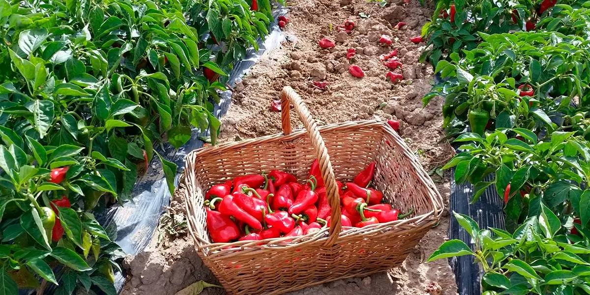 Piquillo de Lodosa