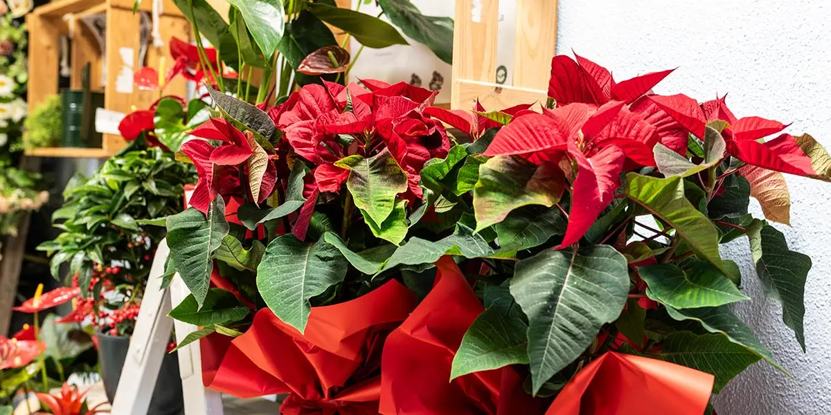 La verdadera estrella de la Navidad es la Flor de Pascua